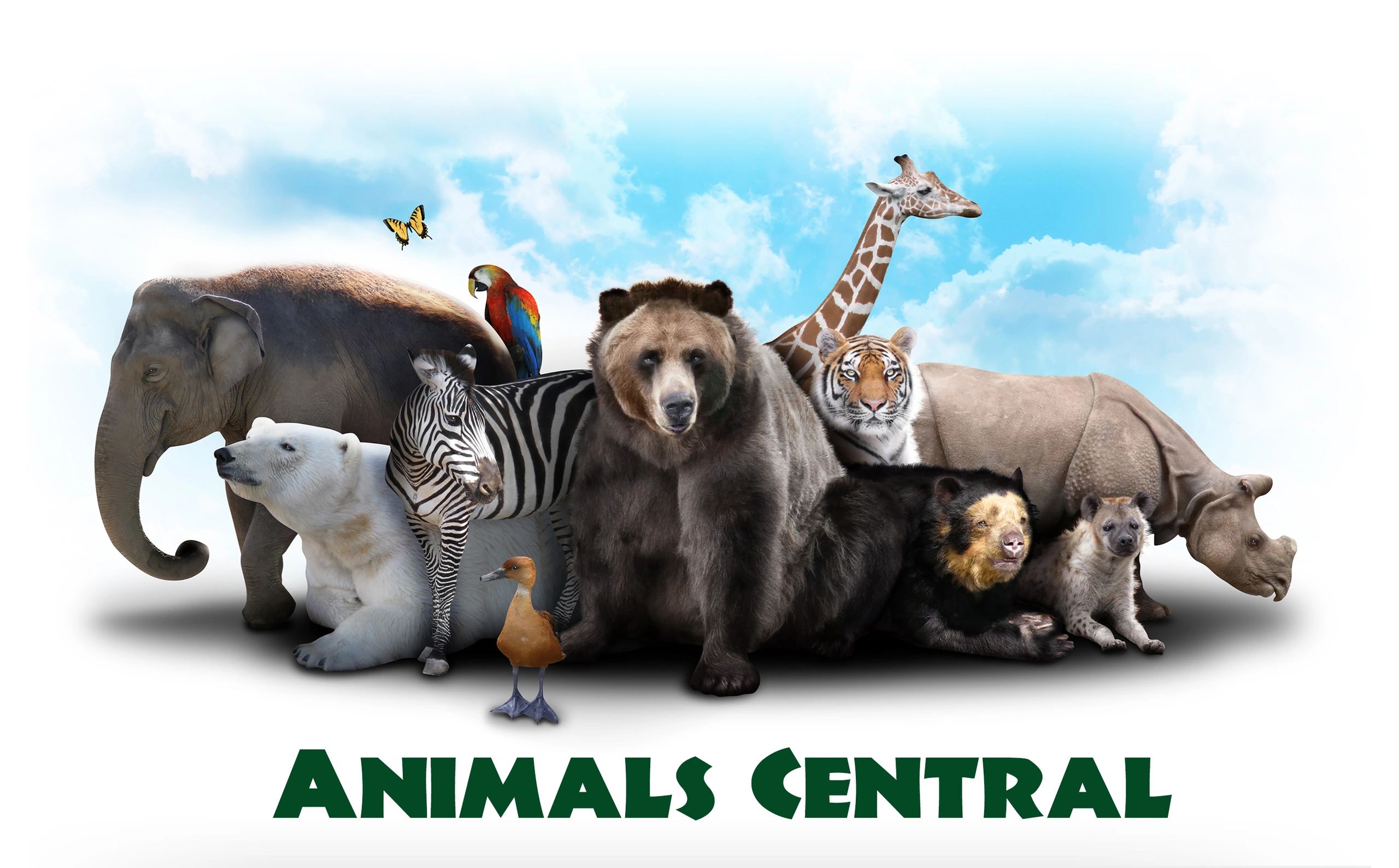 animals comedy central